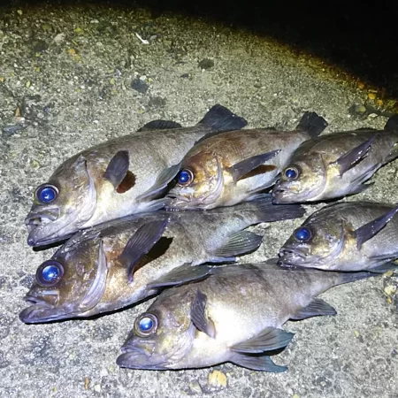 メバルプラッギング