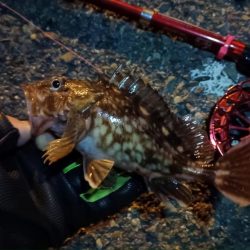 2024/03/27 大阪ヘチ釣り釣行