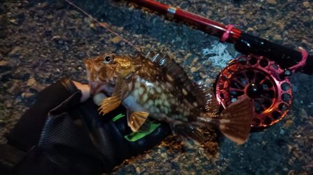 2024/03/27 大阪ヘチ釣り釣行