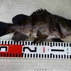 ３月１６日（土）（小潮）メバル３１cmなど船中６匹・ガシラ３０cmなど船中１１２匹