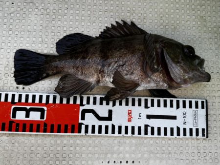 ３月１６日（土）（小潮）メバル３１cmなど船中６匹・ガシラ３０cmなど船中１１２匹