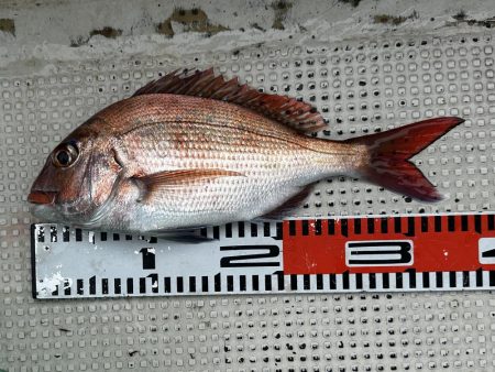 ３月２４日（日）の釣果マダイ３５cm船中２匹ほかガシラなど