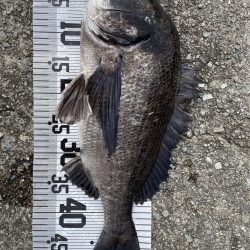 イチノ兄弟！釣果。