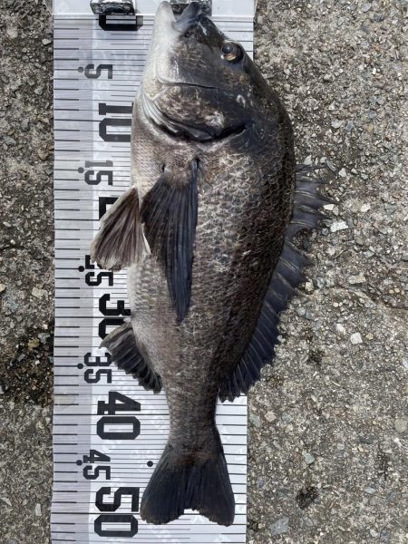 イチノ兄弟！釣果。