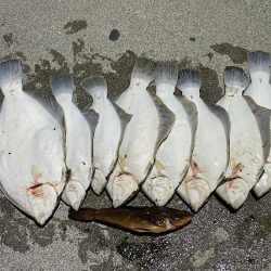 初めての森一　カレイの花