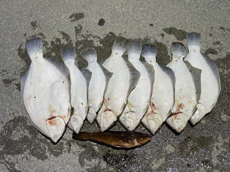 初めての森一　カレイの花