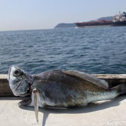 泉州丸さんでクログチ