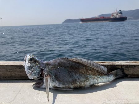 泉州丸さんでクログチ