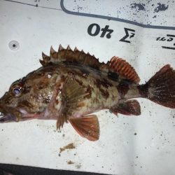 寒グレとカサゴとメバル