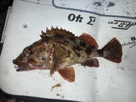 寒グレとカサゴとメバル