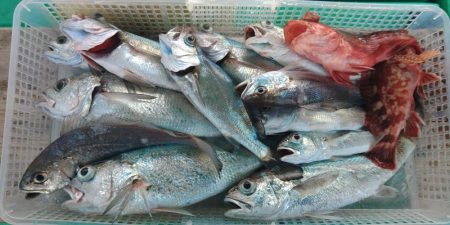 泉州丸　釣果