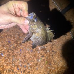 釣りキャンプ🎣🏕️