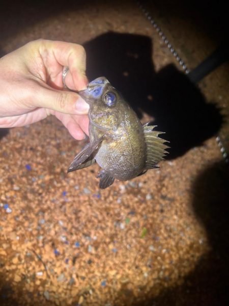 釣りキャンプ🎣🏕️