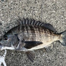 エビ撒きで久々のハネちゃん