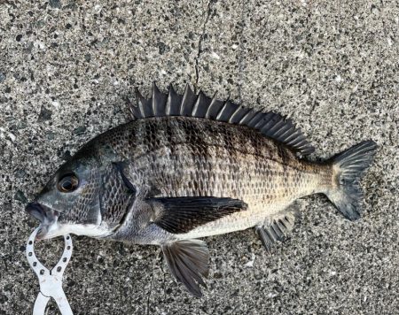 エビ撒きで久々のハネちゃん