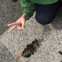 ブラクリムラソイ！