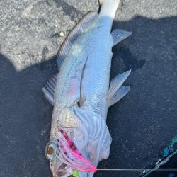 旬のクログチ狙い　