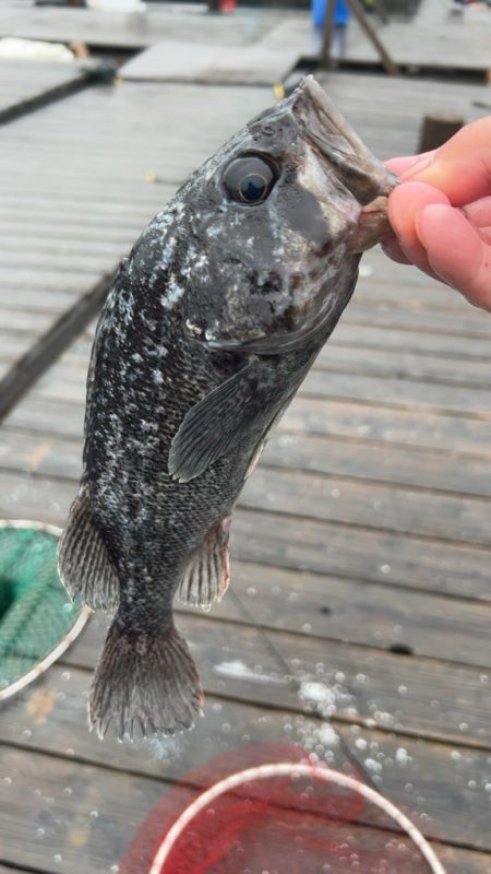 Wつ抜けならず!