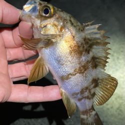 寒波の戻り。渋いメバル