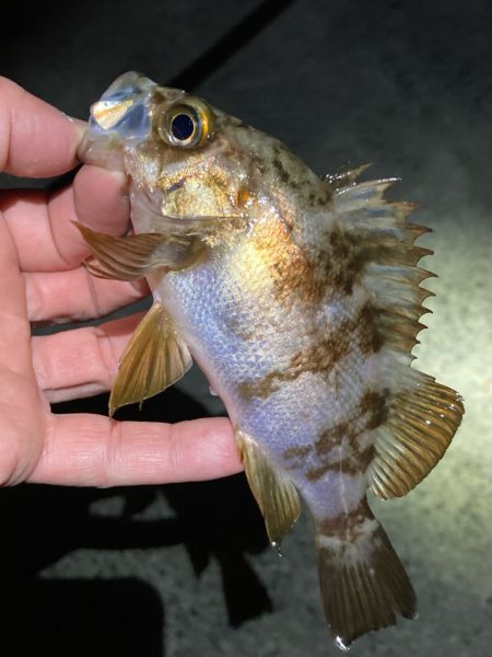 寒波の戻り。渋いメバル