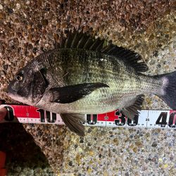 風が強い中の釣行