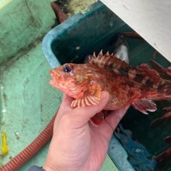 のんびりメバル&ガシラ便わ