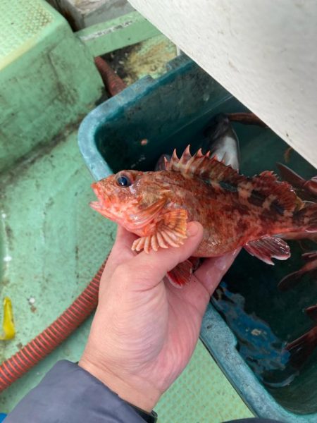 のんびりメバル&ガシラ便わ