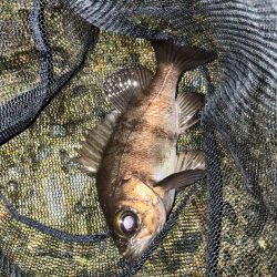 メバリング好調!