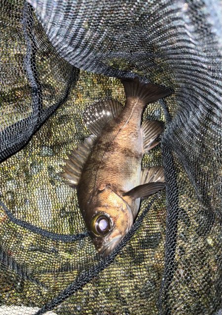 メバリング好調!