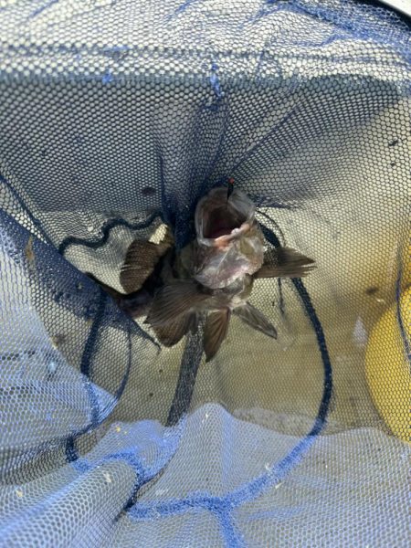 たかみ丸　鯛メバル釣り