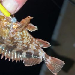 やっぱり寒いメバリング