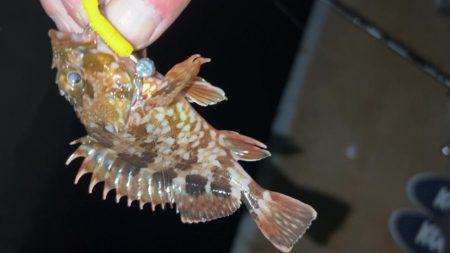 やっぱり寒いメバリング