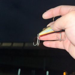 クロダイ　ルアーフィッシング