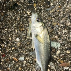 数メートルの違い