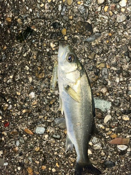 数メートルの違い