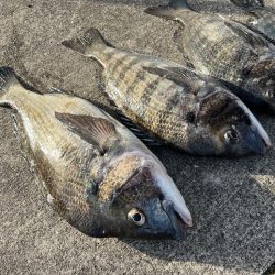 おチヌさんノッコミ中です