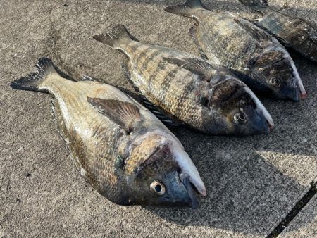 おチヌさんノッコミ中です