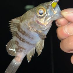 しごおわメバリング