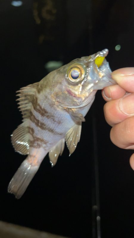 しごおわメバリング