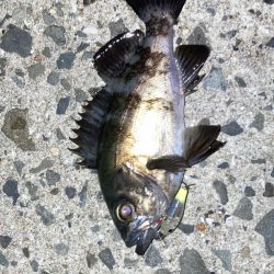 地方メバリング