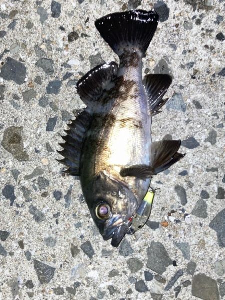 地方メバリング