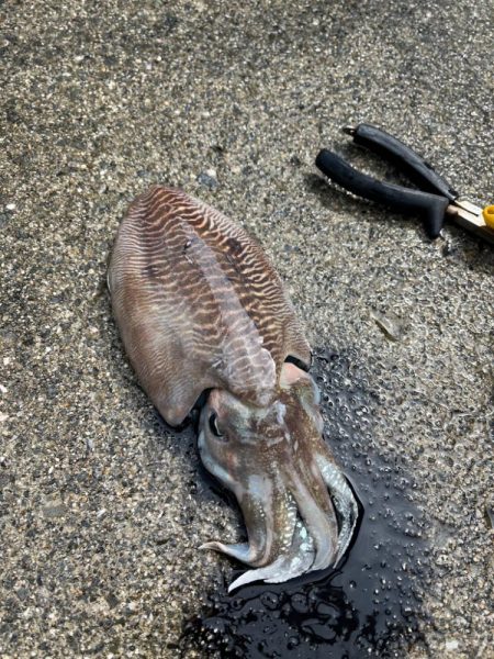コウイカ釣り