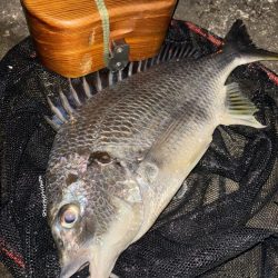 ヘチってきました