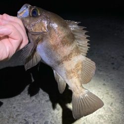 明石でメバリング