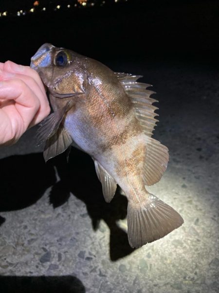 明石でメバリング