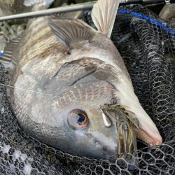 雨上がりチニング