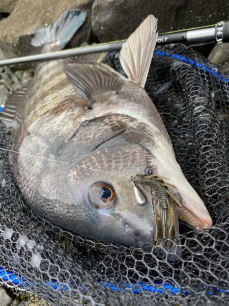 雨上がりチニング