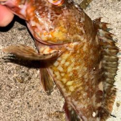 メバル13&ガッシー