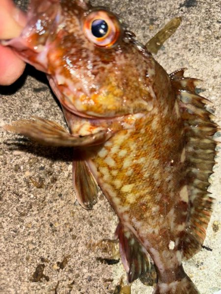 メバル13&ガッシー