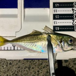 中アジ探しアジング